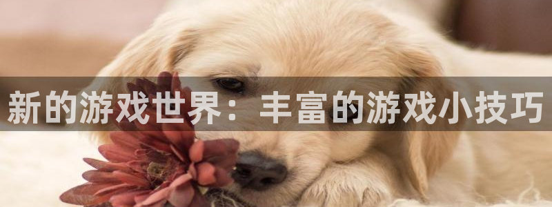 杏悦娱乐是什么