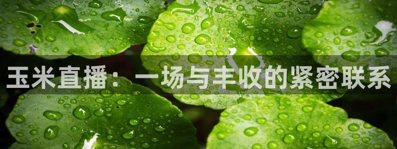 鲸鱼体育直播官网：玉米直播：一场与丰收的紧密联系